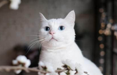 哪種貓咪最溫順最粘人