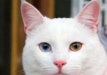 土耳其梵貓有眼屎