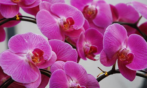 黃色蝴蝶魚的喂食要點