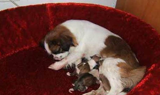 母犬例假期間需要注意什么