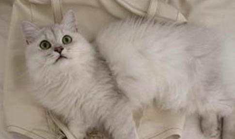 蒂凡尼貓尿結石的原因及處理方法