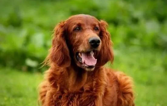 狗狗髕骨脫位癥狀?