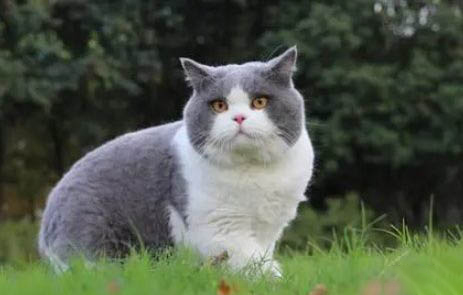 藍白折耳貓最多能活多久