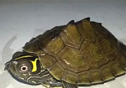 阿拉巴馬地圖龜的形態特征