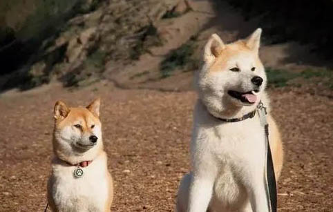 秋田犬和柴犬哪個(gè)好？