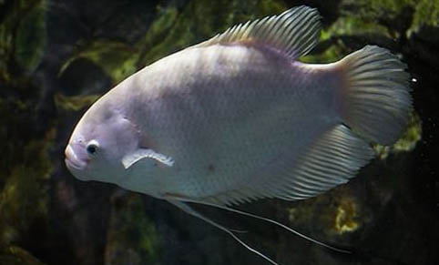 什么小型熱帶魚好養(yǎng)