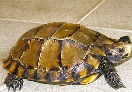 陸龜隆背的原因及處理方法