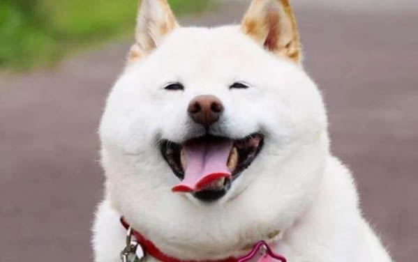 狗狗身上癢怎么回事用鹽水擦嗎