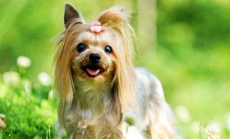 約克夏和泰迪哪個好養(yǎng)