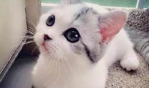 小奶貓能吃蛋黃嗎