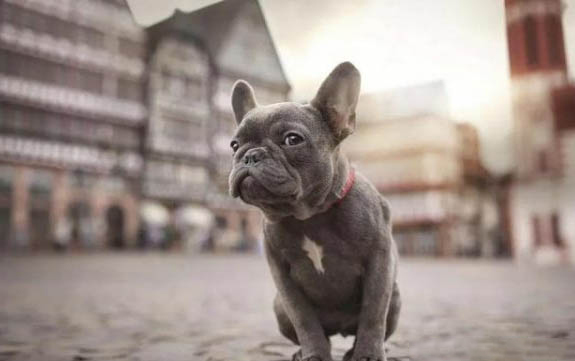 英國斗牛犬便秘怎么辦吃什么