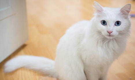 安哥拉草泥兔哪里有賣的