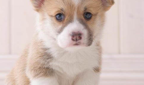 幼犬狗狗拉血是什么原因
