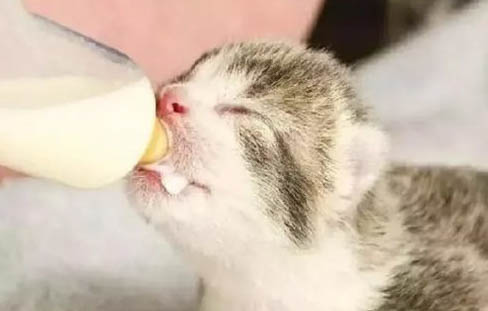 兩只幼貓可以一起養嗎