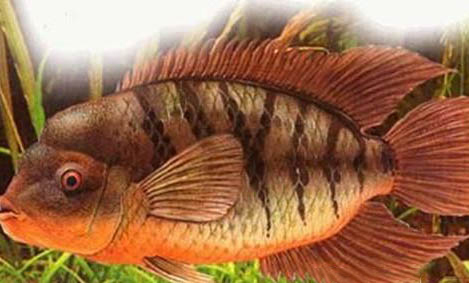 魚什么時候會浮出水面