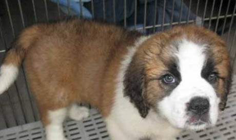 為什么要禁養圣伯納犬?