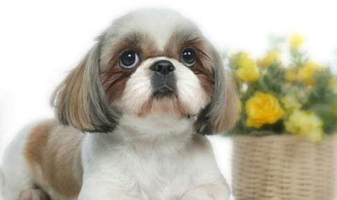 西施犬不愛吃東西的原因及處理方法