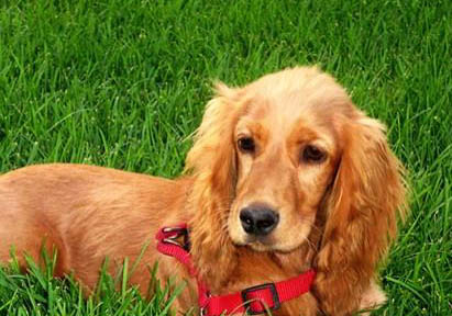 英國(guó)可卡犬真菌感染的原因及處理方法