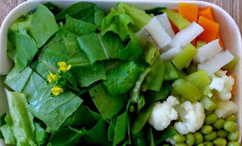 中國飼養綠鬣蜥合法嗎