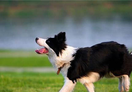 邊境牧羊犬哪里能買到正宗的