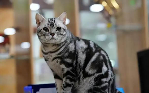 狗誤食老鼠藥多久會死