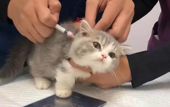 貓咪叫聲沙啞而且很小怎么回事