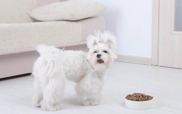 犬瘟熱喝板藍(lán)根