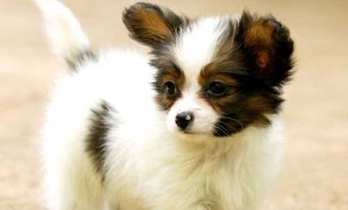 蝴蝶犬嘔吐不吃東西的原因及處理方法