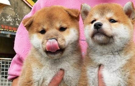 棉花面紗犬哪里有賣