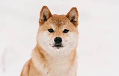 柴犬怎么看純不純