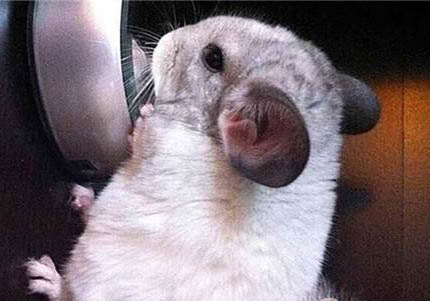 銀斑龍貓可以長多大