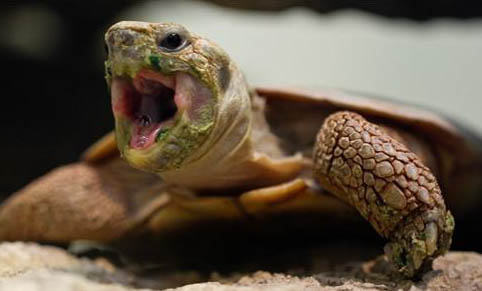 緬甸陸龜如何補鈣