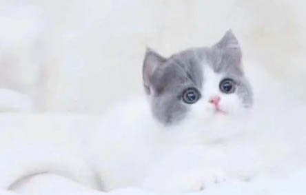 英國短毛貓呼吸道感染的原因及處理方法