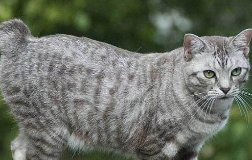 美國短尾貓拉肚子的原因及處理方法