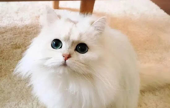 金吉拉掉毛厲害嗎