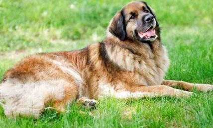 馬士提夫獒犬受涼的癥狀有哪些