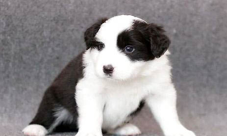 幼犬多久取消籠養(yǎng)？