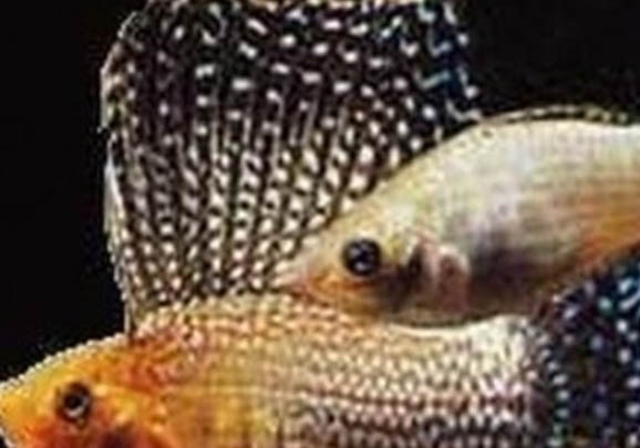 養的魚死了怎么處理魚缸