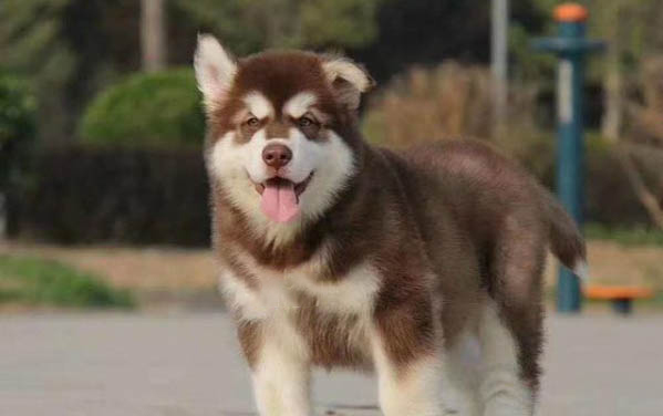 多大的狗狗可以吃狗罐頭
