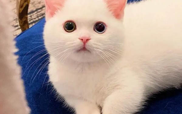 貓黃疸早期到晚期需要多久治愈
