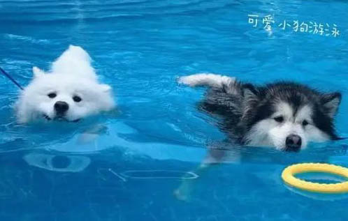 狗狗有弓形蟲會怎么樣？