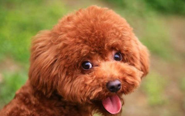 泰迪狗發(fā)燒了怎么退燒快