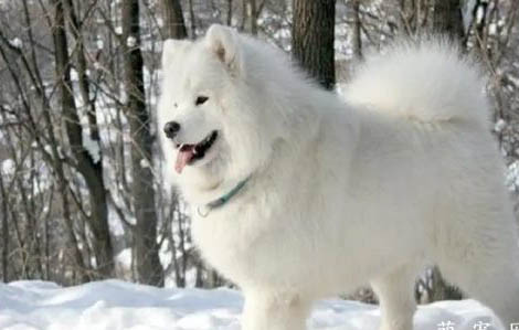 薩摩耶犬突然不愛吃東西的原因是什么