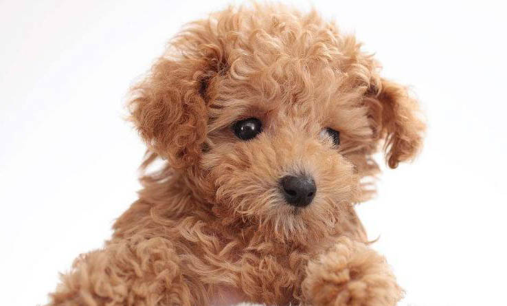 貴賓犬不吃飯可以活多久