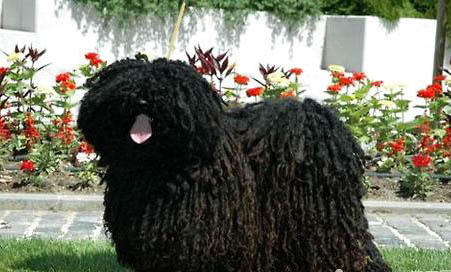 哪里能買到波利犬