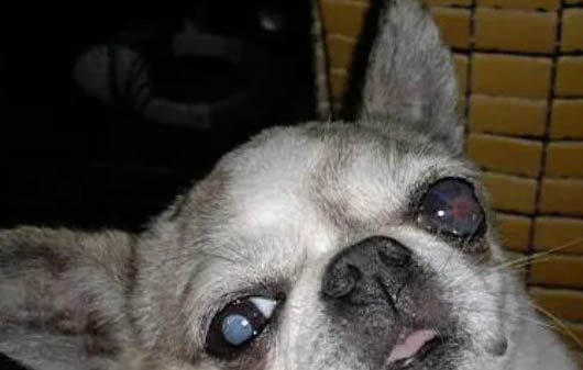 狗狗驅蟲藥哪個牌子好?