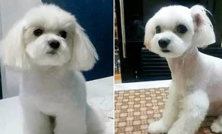 泰迪狗懷孕初期的征兆有哪些？