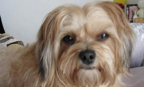 關于狗狗的免疫健康知識