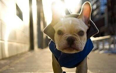 法牛犬渾身無力怎么回事