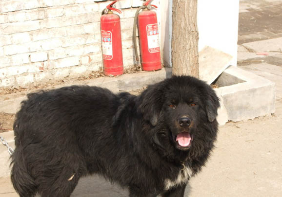 哪里有藏獒幼犬出售
